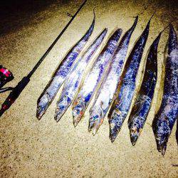 夕マヅメの太刀魚