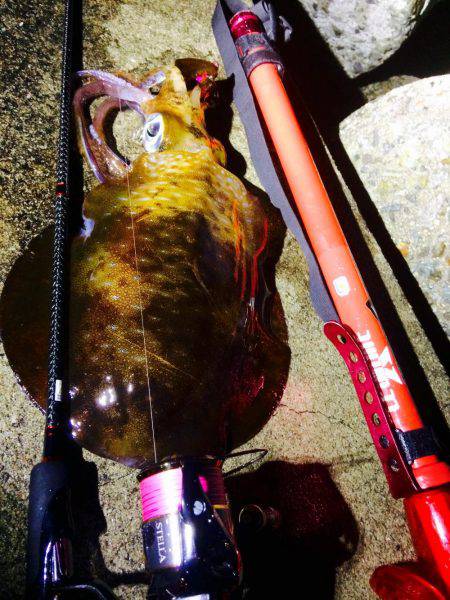 久々のエギング