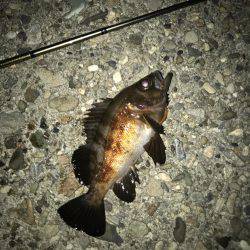 メバル・ガシラ・シーバス