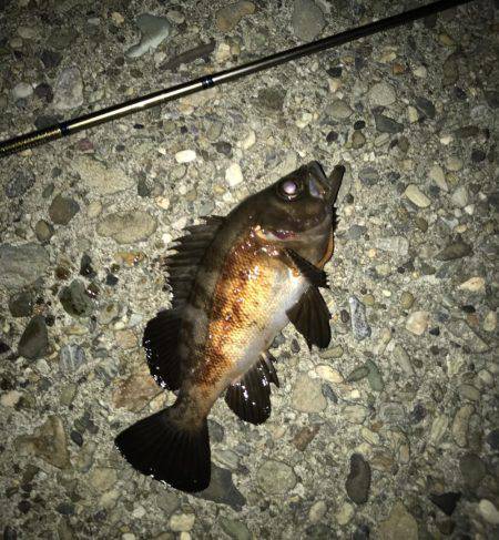 メバル・ガシラ・シーバス