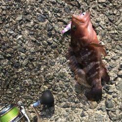 ツバス・アコウ