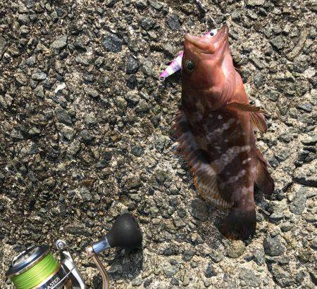 ツバス・アコウ