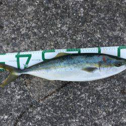 久しぶりのハマチ