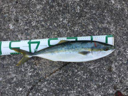 久しぶりのハマチ