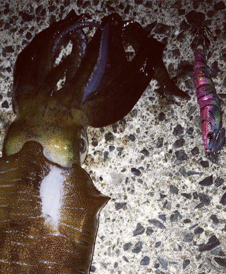 産卵日前後狙い打ち陸っぱりエギング