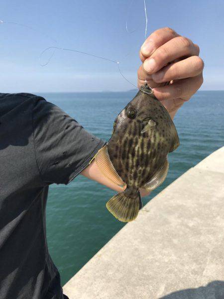 タコ、カワハギ