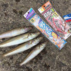 ちょい投げキスからエギング