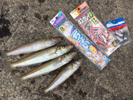 ちょい投げキスからエギング