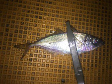 リバーアジング