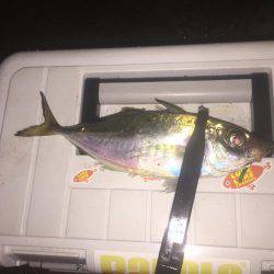 アジを求めて・・・