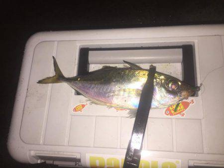 アジを求めて・・・