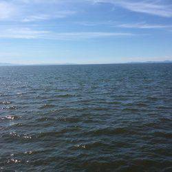 ツバス情報を見て出かけました。