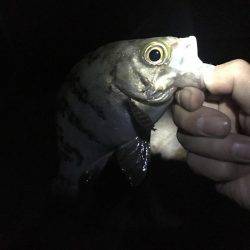 久しぶりの明石エリアでメバリング