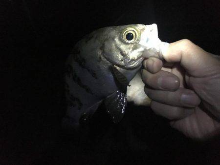 久しぶりの明石エリアでメバリング