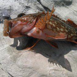 下津付近の地磯にて