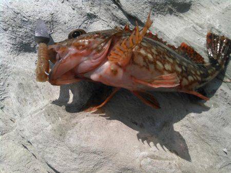 下津付近の地磯にて