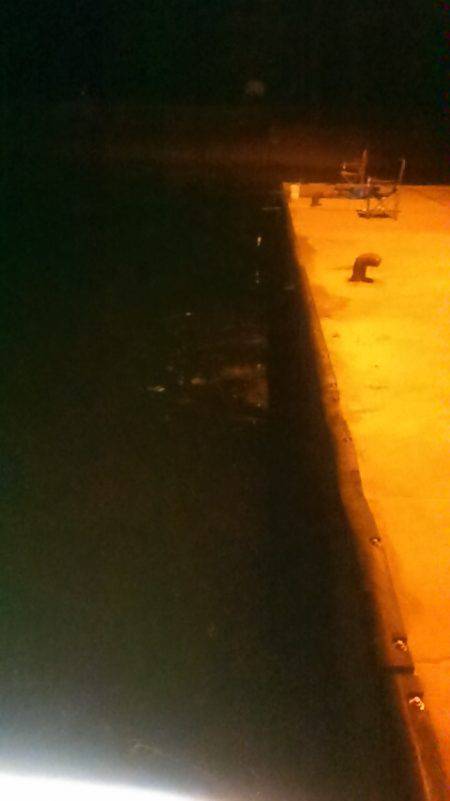 サビキ釣りでイワシ、子アジ狙い