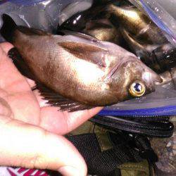 コンビナート湾内メバリング