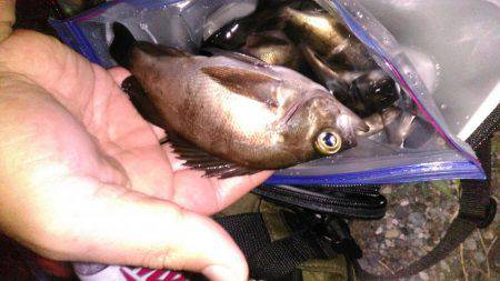 コンビナート湾内メバリング