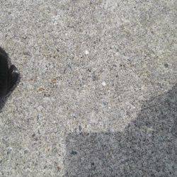 写真撮り忘れたグレ