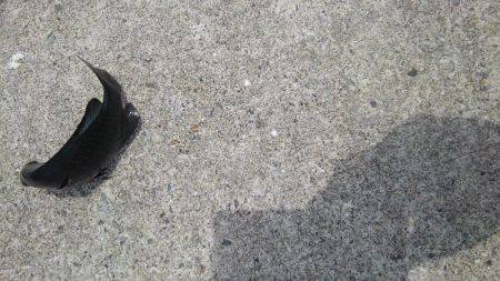 写真撮り忘れたグレ