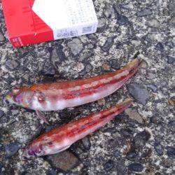 見たことのない魚