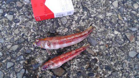 見たことのない魚