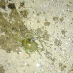 オクトパッシング