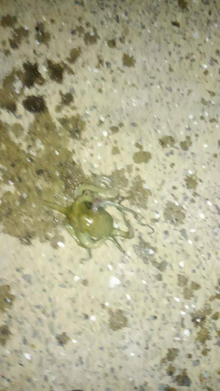 オクトパッシング