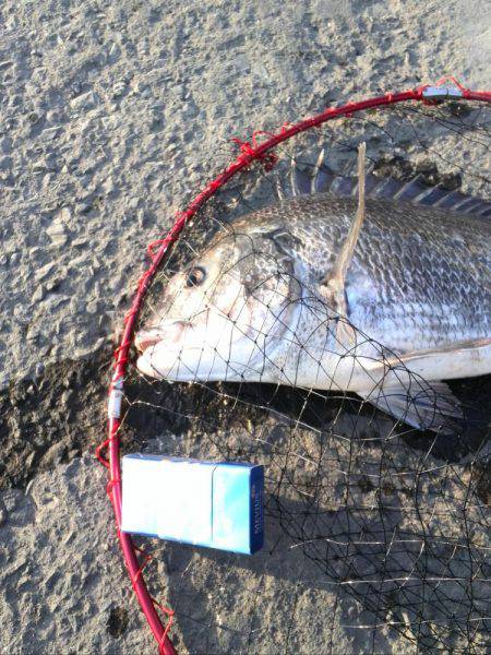 シーバス狙いだけど