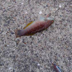 タチウオの喰いが渋い気がします