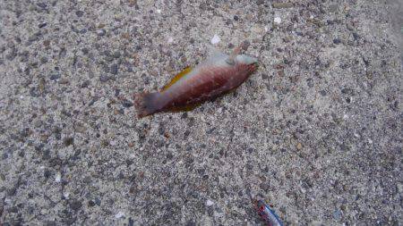 タチウオの喰いが渋い気がします