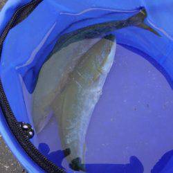 ショアジギング