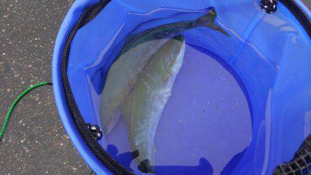 ショアジギング