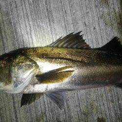 海も春爆か？（笑）