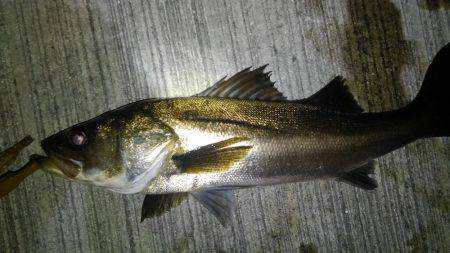 海も春爆か？（笑）