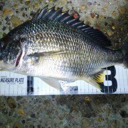 お手軽チニング♪