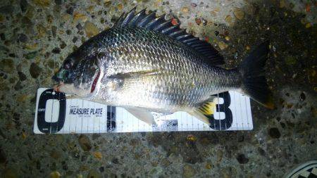 お手軽チニング♪