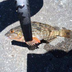 初めてのキス釣り