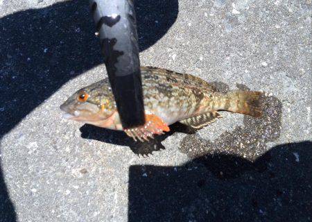 初めてのキス釣り