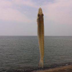 エギングの帰りに