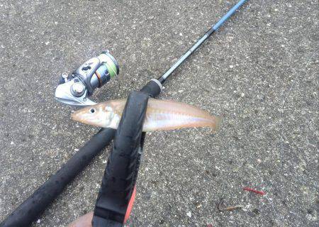 真昼のキス釣り