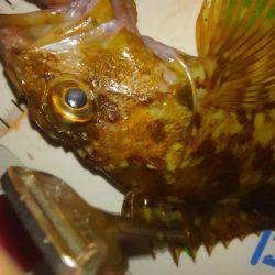 メバリング&アジング