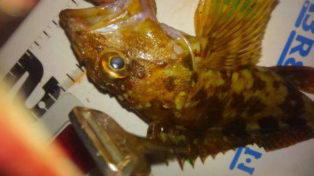 メバリング&アジング