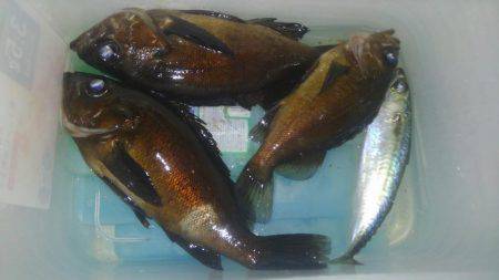 どしゃ降りメバリング