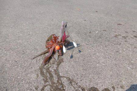 今年はハズレ年？