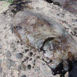 外道？キロアップ