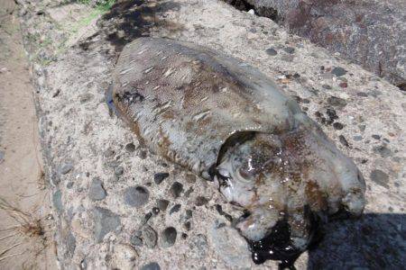 外道？キロアップ