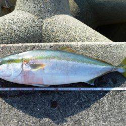 ブリじゃなくてメジロ