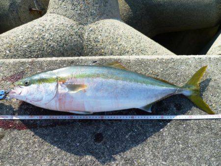 ブリじゃなくてメジロ